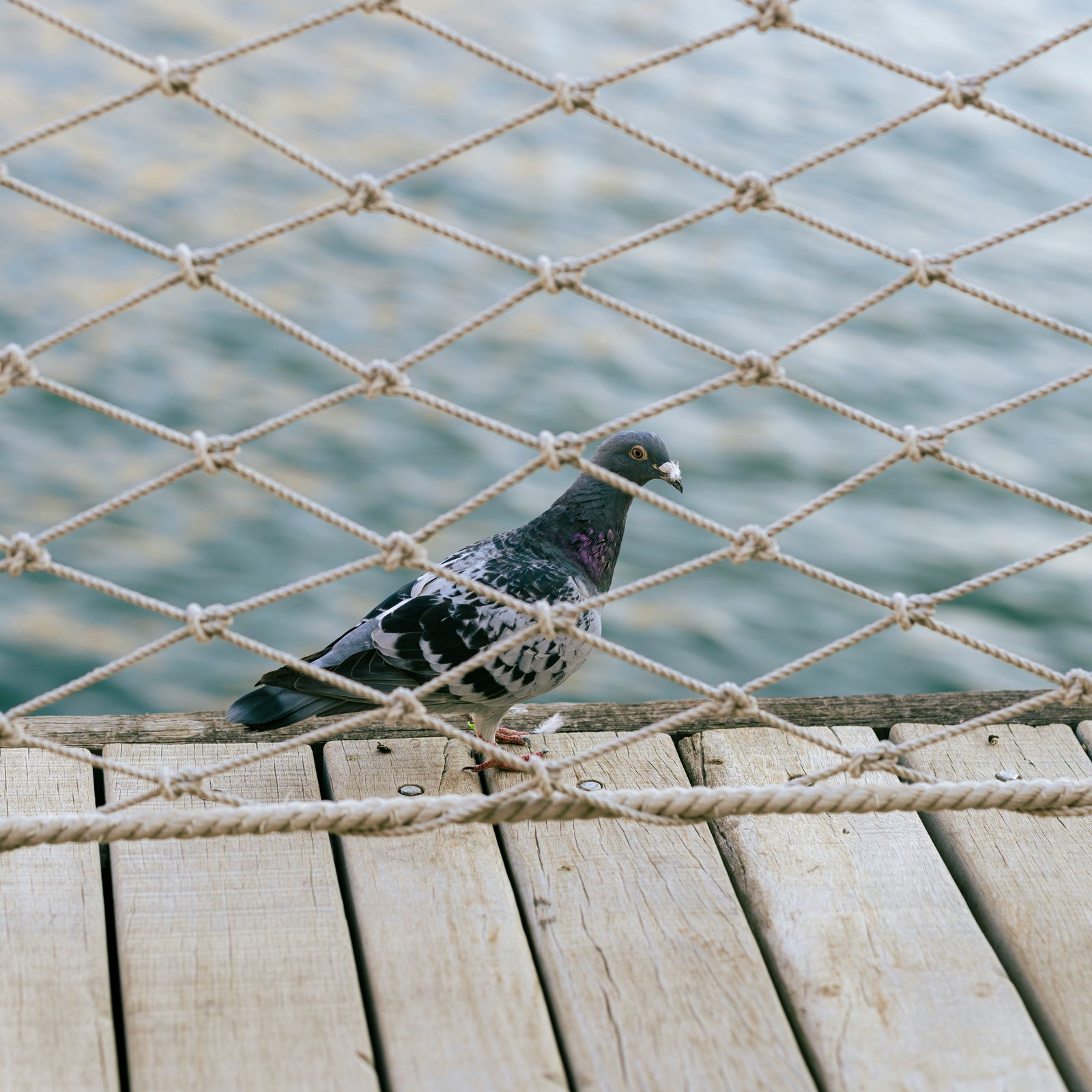 Pigeon Safety Nets