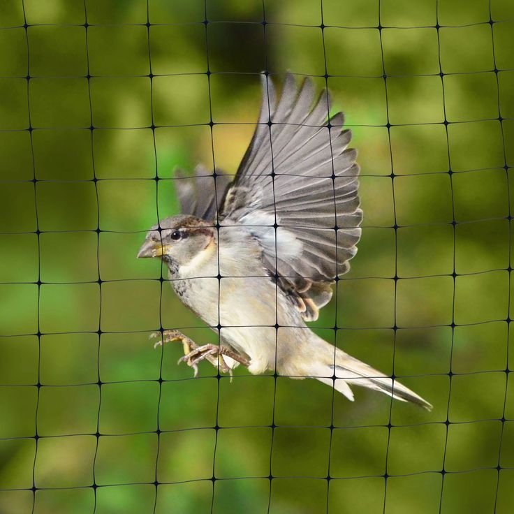 Bird Nets