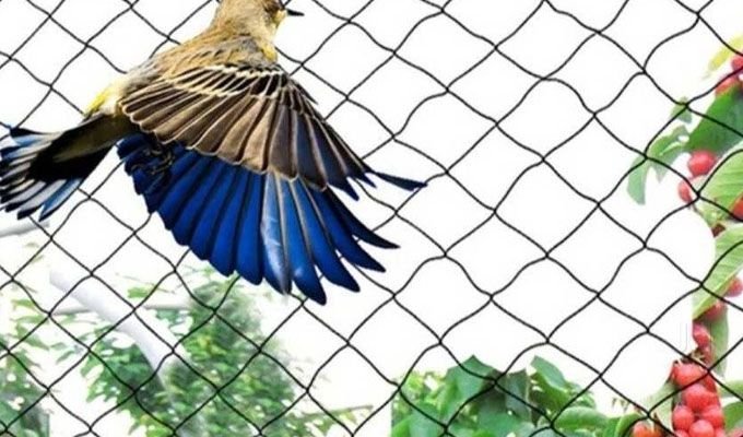 Bird Nets in Hyderabad