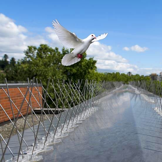 Bird Spikes