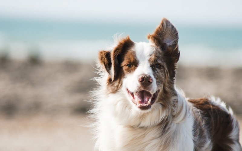 Pets Safety Nets